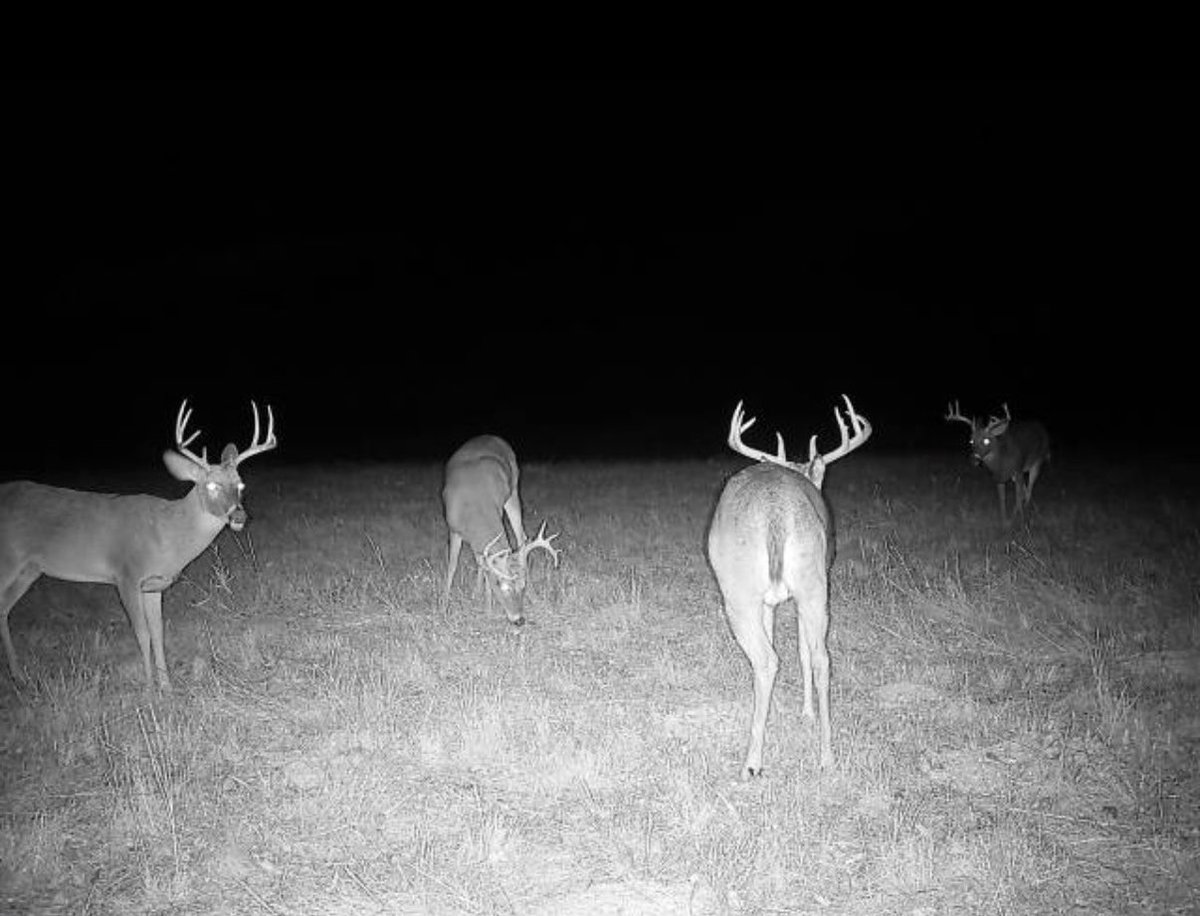 Oh my god…
4 bucks on the trail cam at once this morning!!!