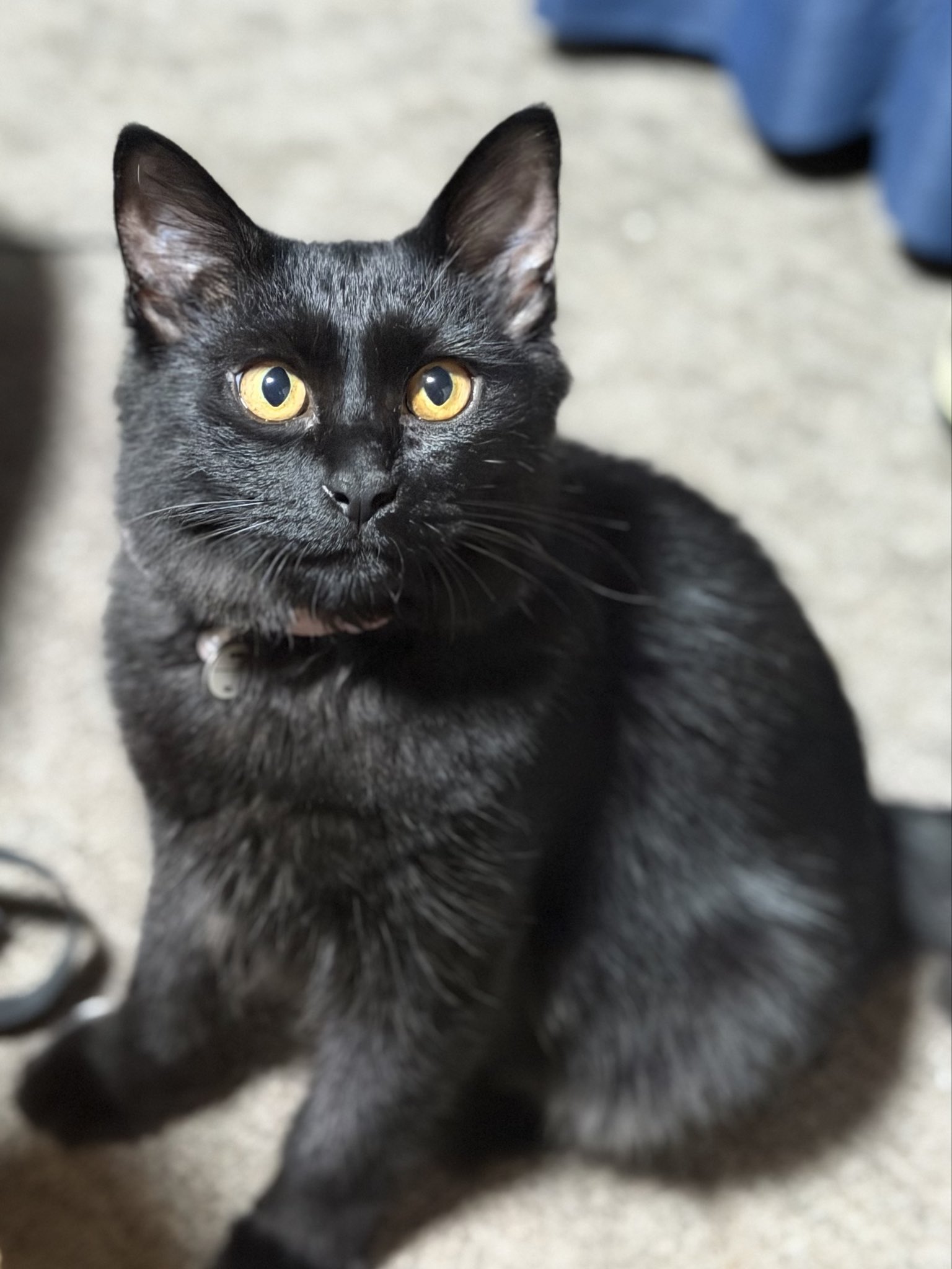 黒猫 ?media_id=3724997702129419332