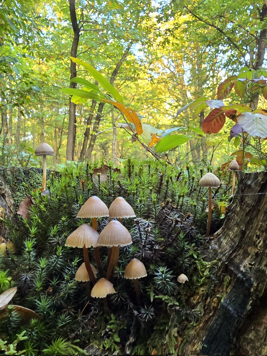 annealais's tweet image. #fungifriday