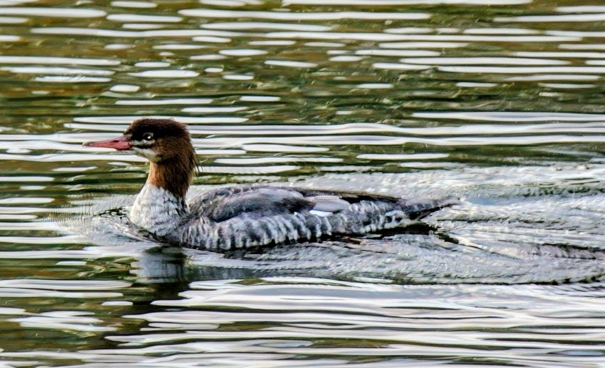 PrayerfulMantis's tweet image. On top of the water this Merganser looks calm and peaceful but under the water its legs are paddling like crazy to stay upstream of the dam. #bird #birdphotography