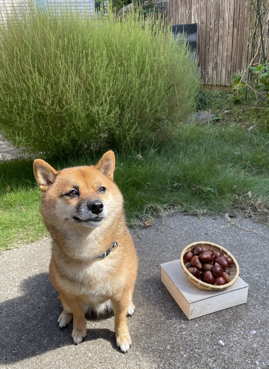 豆柴🎾九十 (@rojiko7) / Posts / X