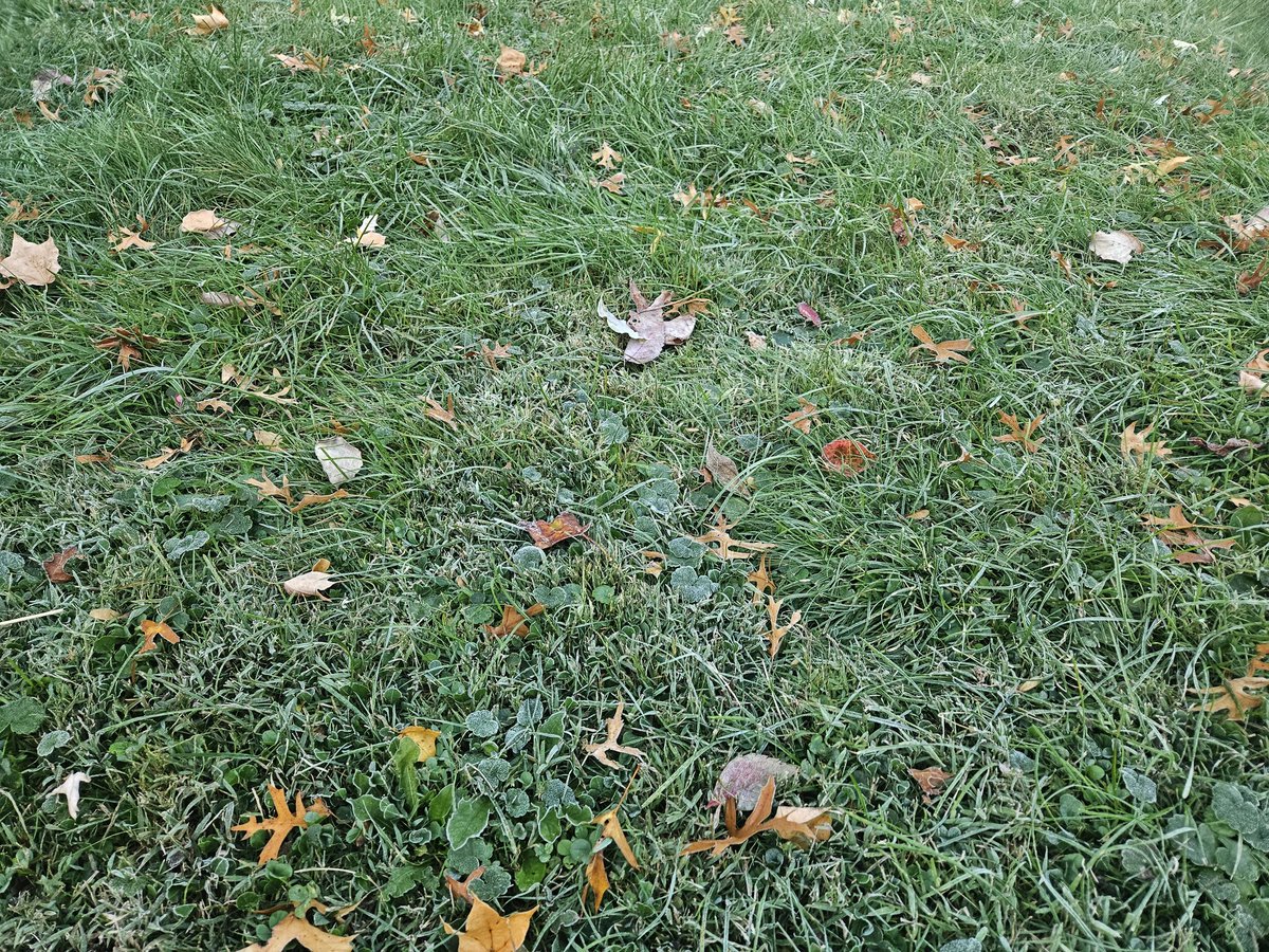 MattSorrell3's tweet image. GM

Little frost on the pumpkins this morning....