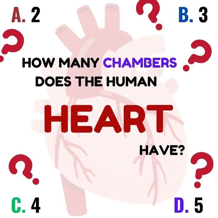 AllScientifical's tweet image. How many chambers does the human heart have?
A) 2
B) 3
C) 4
D) 5
#heart #anatomy #heartstructure #poll ... Continue to: facebook.com/11300924092216…