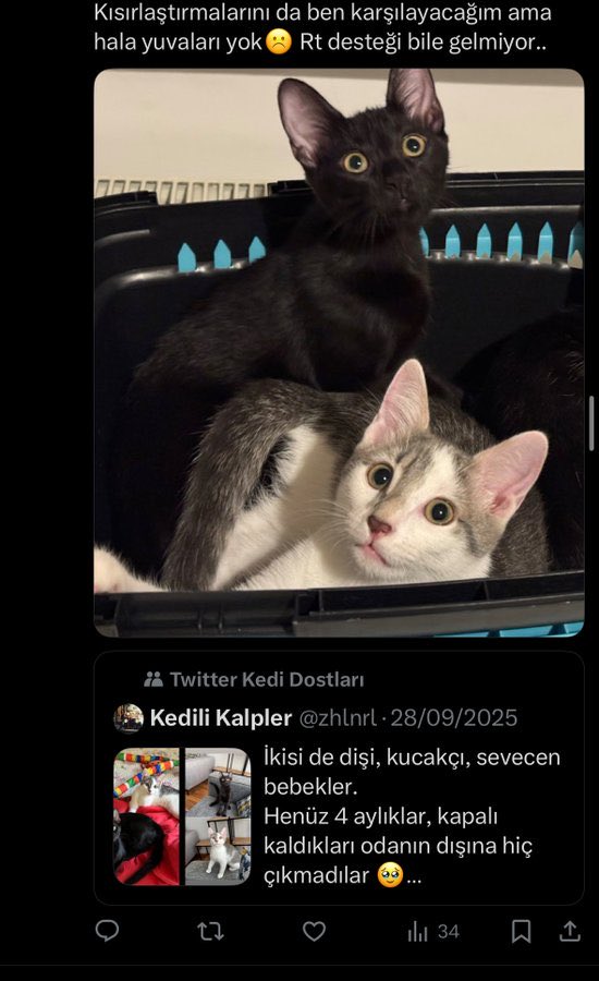 Tweet media one