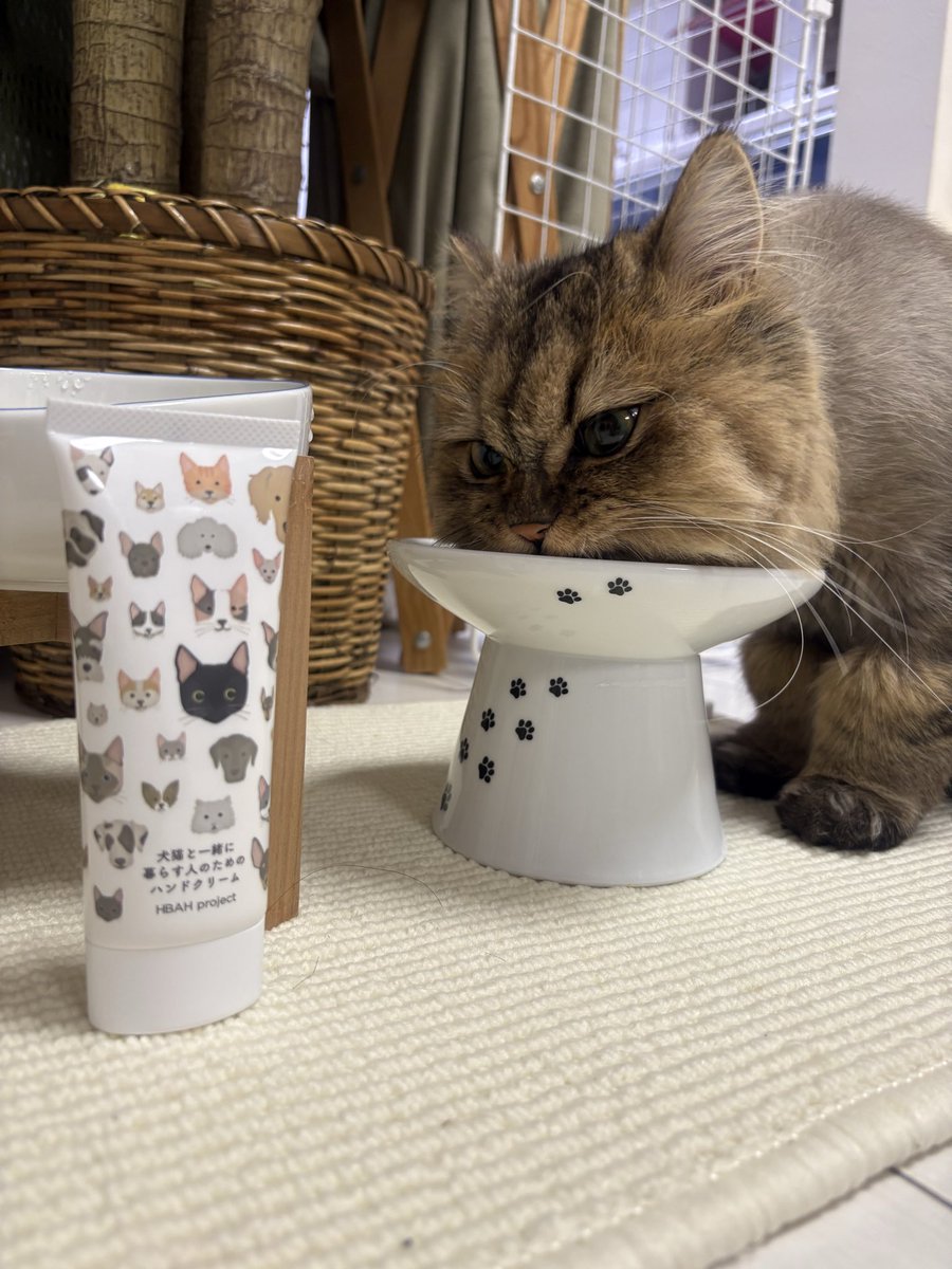 猫の寅 maxresdefault.jpg