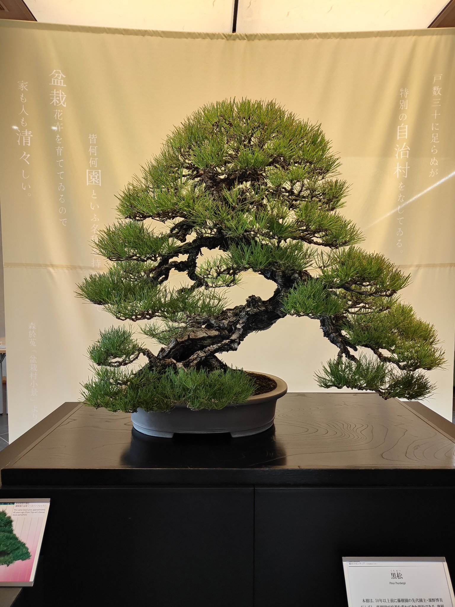 ヒルマ@盆栽 (@hiruma_bonsai) / X