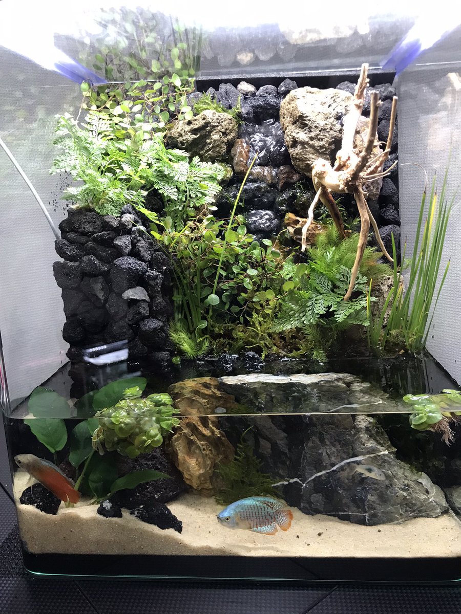 滝の流れるアクアテラリウム水槽完成❗️ 自分なりに満足のいく