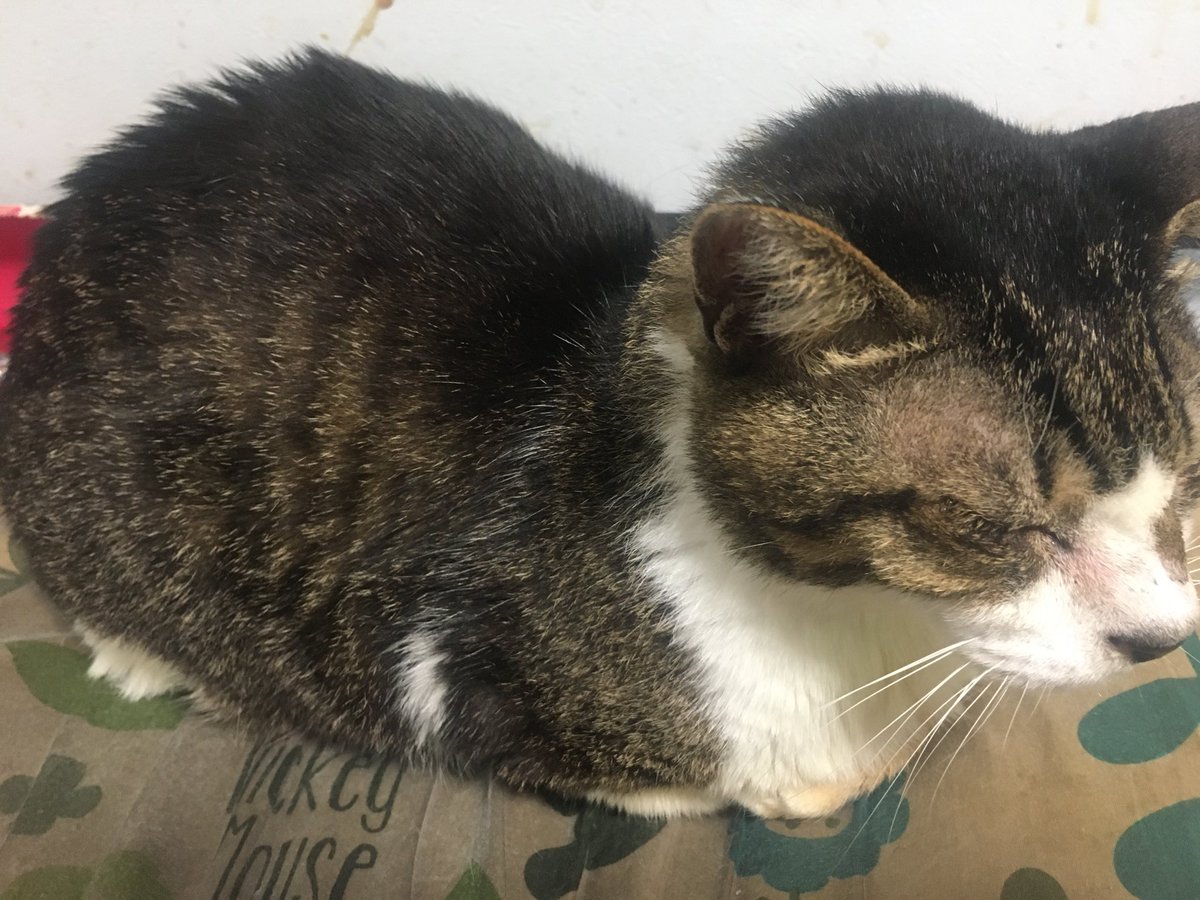 vkpof617's tweet image. 今夜の長男猫。指定席枕。
#猫　#ねっこ　#にゃんこ