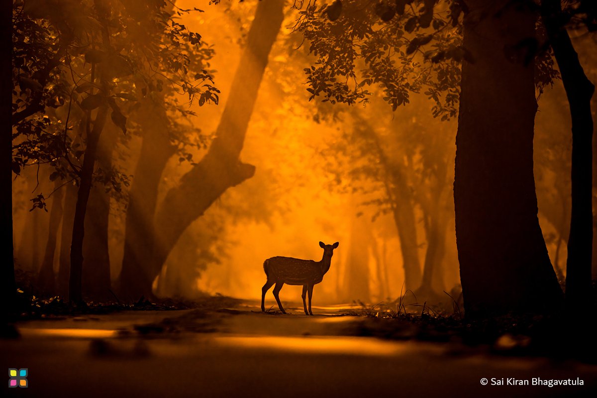 📸 #PhotoOfTheDay 

"Gaze of the Terai | نجم غابات تيراي"

© Sai Kiran Bhagavatula | India

#HIPA #HIPAae #photography #photographerlovers #India #WildlifePhotography #Nature #GoldenHourMagic