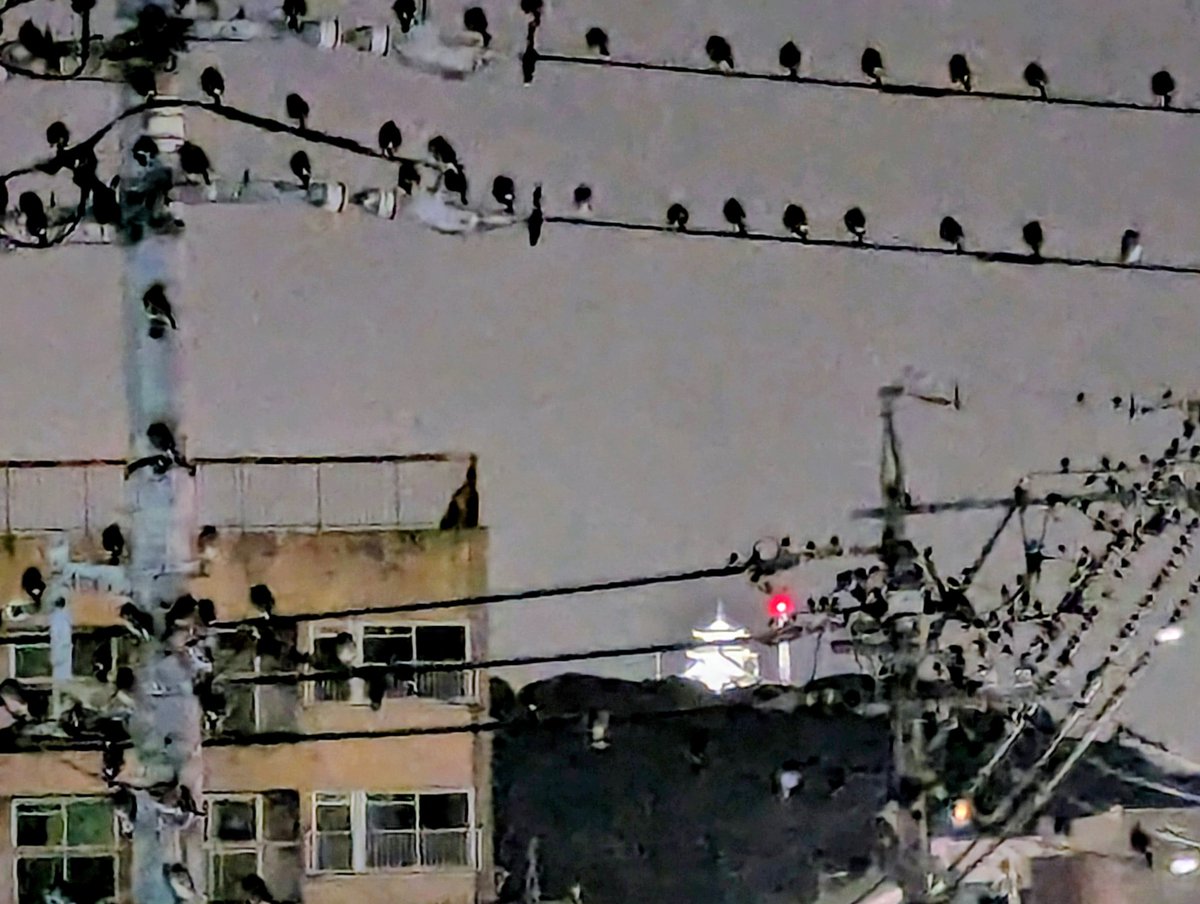 なんかホテルから城見えるんだが鳥が気になるな