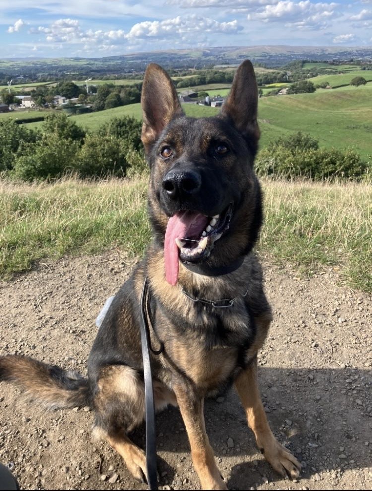 A violent suspect, kept on returning to an address and causing considerable damage, putting the occupant in fear.
Local officers sighted and chased the offender, bring on team Donnie who sighted the fleeing offender.
Donnie was too quick in pursuit-1 in custody 🐾🐾