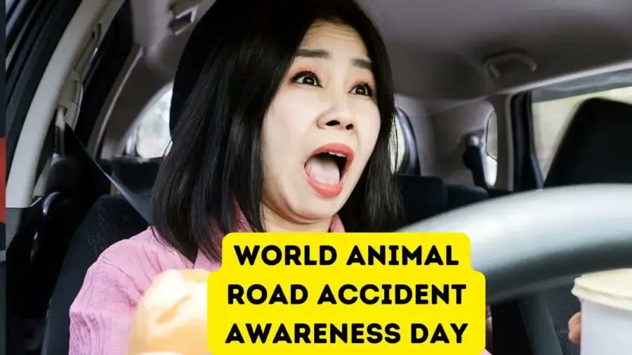 HollywoodDogs's tweet image. Today is World Animal Road Accident Awareness Day. Find out how to keep your fur babies safe, prevent animal road accidents, and what to do in the event that you hit an animal with your car cattipper.com/cat-holidays/2…