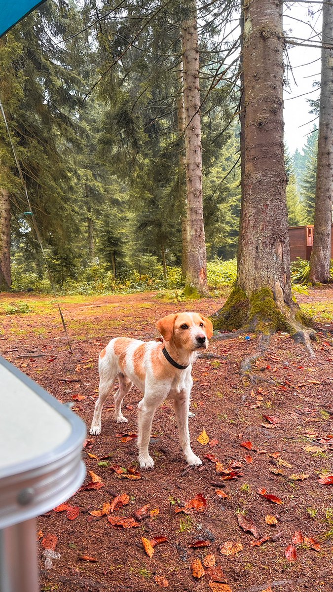 halil nuroğlu🌲 tweet media