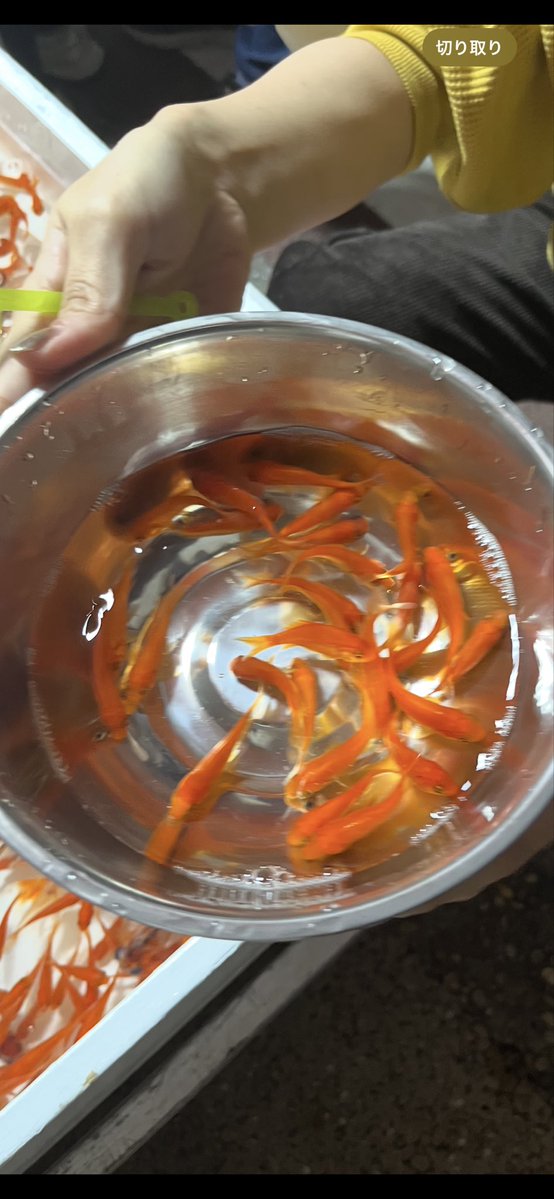 syosyok_p's tweet image. 金魚すくい無双してて草生える