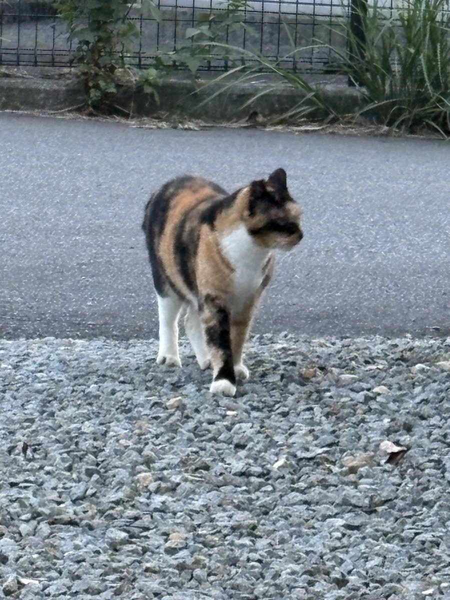 金木犀が咲いてる最高すぎ🫶