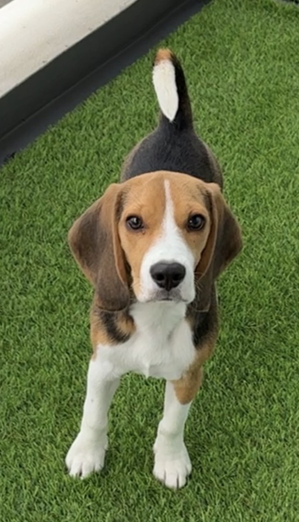 iwashizu2025's tweet photo. 先日ポストした同品種のお米の販売について- ̗̀📣

今回、愛犬「ふうた」をモデルとしたお米袋を作成しました🐕️
中身は、だっしゃ米と同じ2合入あきたこまちです。
数が限られますが、近々抽選販売を行いますので、ぜひご応募ください🙇

尚、本売上の一部を動物保護団体へ寄附させていただきます。 https://t.co/NzUoVrm58H