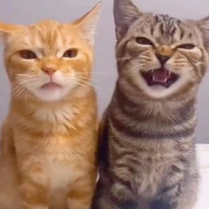 cherryfunked's tweet image. 