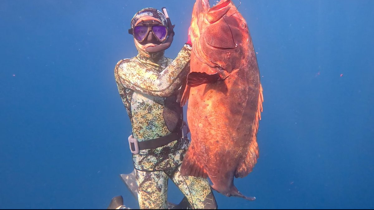 素潜り漁師マサル (@masarumoritsuki) / Posts / X