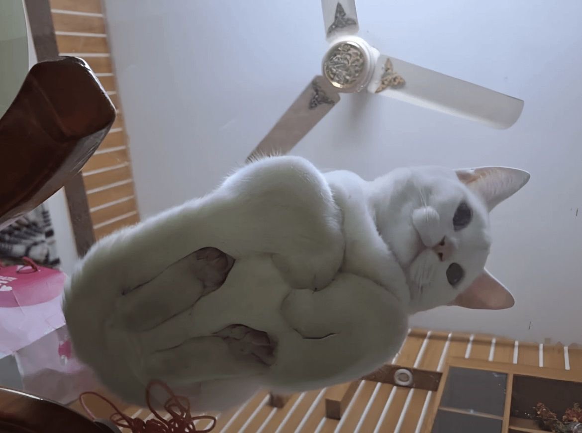 JoyfullCat's tweet image. This is how a cat's loaf posture looks from underneath..