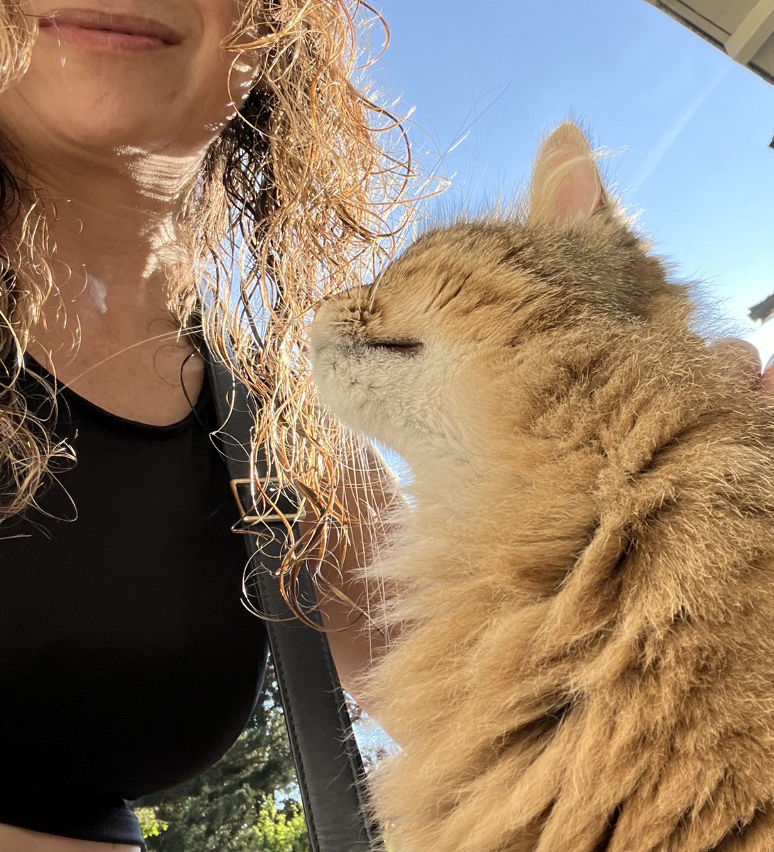 LorenaMHurtado's tweet image. Belleza felina