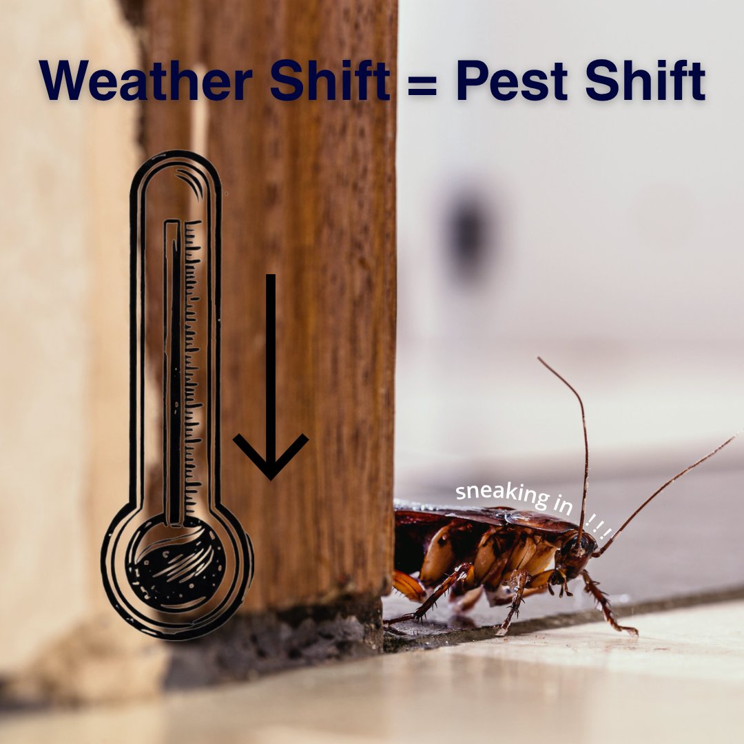 GotBugsTPS's tweet image. 🌡️ Cooler weather = pests looking for warmth.
Stay ahead with a seasonal pest barrier treatment before they sneak in. 🛡️
#pestcontrol #gotbugs#Atlanta