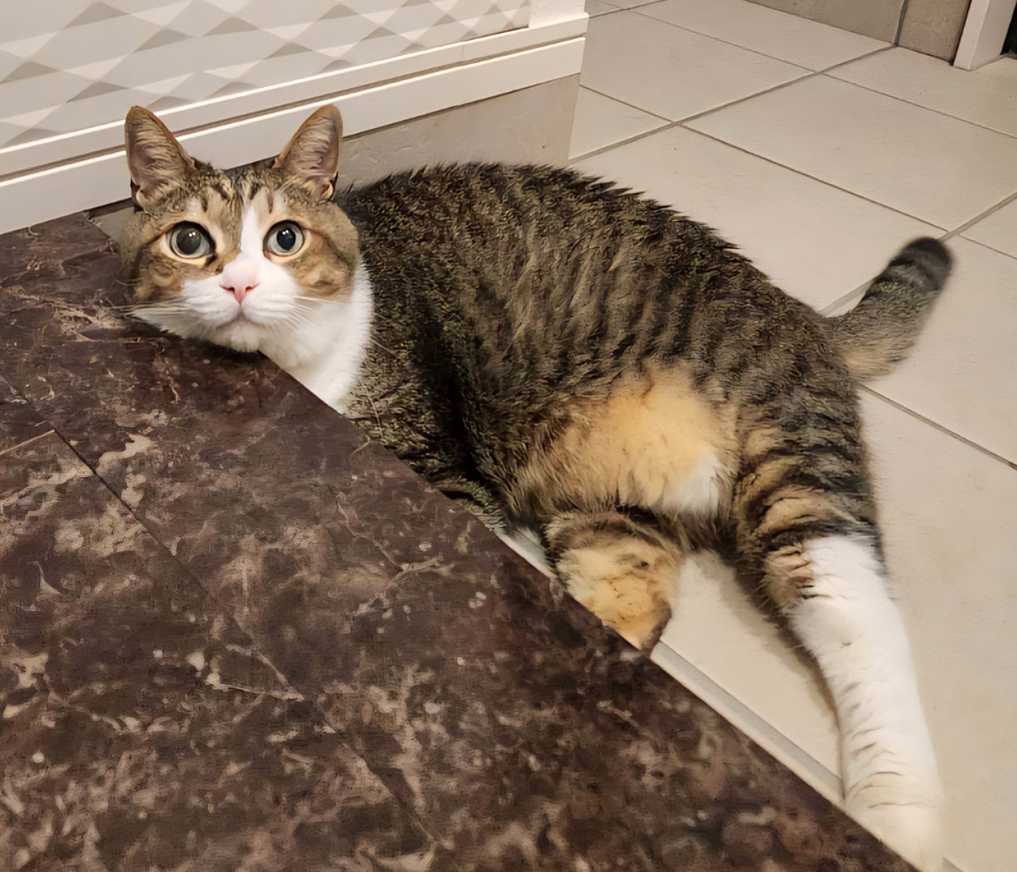 猫ちゃん　割れあり　節抜けあり　現品処分 kazu✨ on X: 