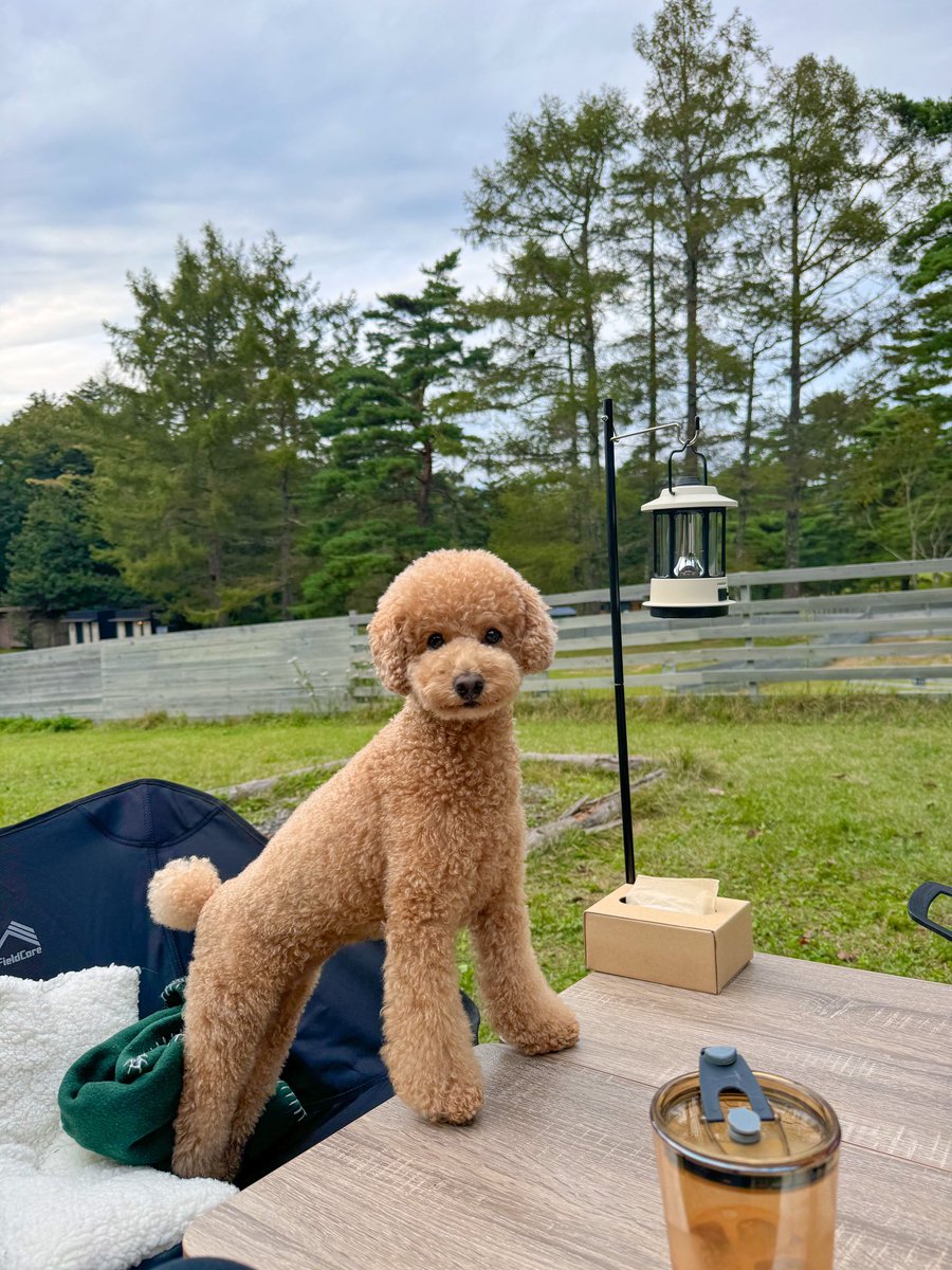den_ayaka's tweet photo. 【女子キャンプ】ノーリードで大興奮な愛犬と秋キャンプしてきた🍁🏕️
https://t.co/YHDDGiHuDu https://t.co/SJ9Um2sLqP