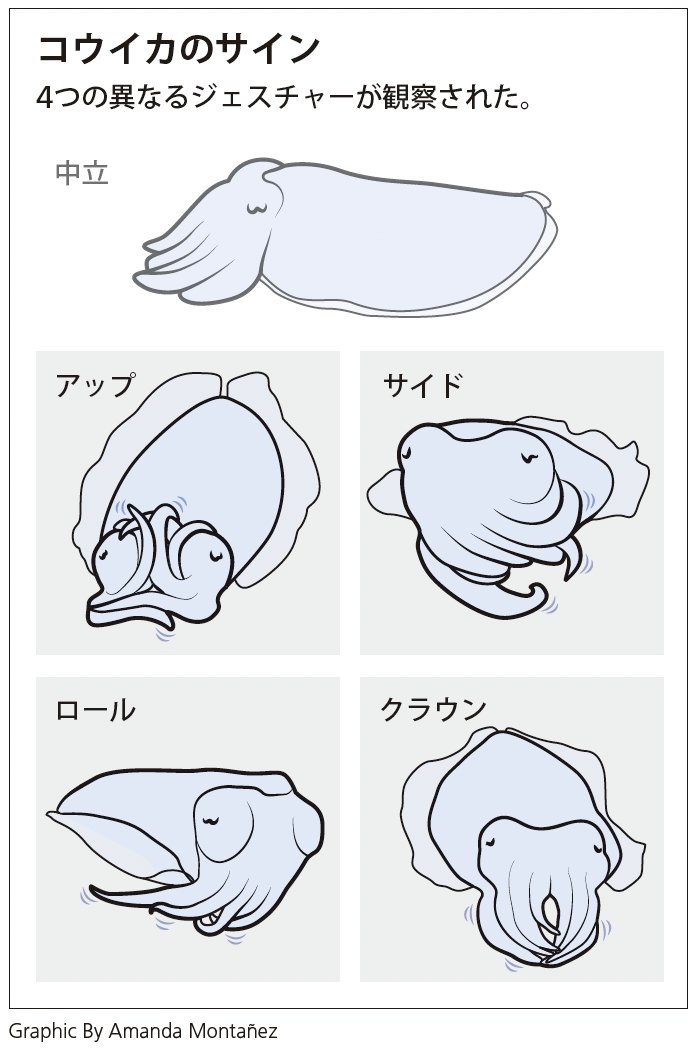 コウイカは「手話」で話す　触手のダンスでコミュニケーション - 日本経済新聞 nikkei.com/article/DGXZQO…

#WorldSquidDay #世界イカの日