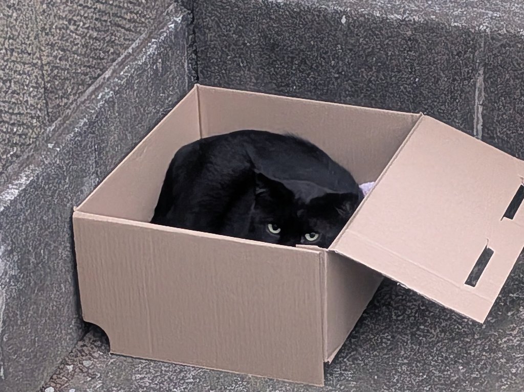 青森の野良猫は絶滅したんじゃろうか
１匹も見なかった(´・ω・｀)

近所の三毛さんもいなくてしょんぼりしてたら、箱の中に黒さん入ってるのを発見🖤
ねこぬこねこぬこねこぬこーヽ(*´∀｀*)ノ