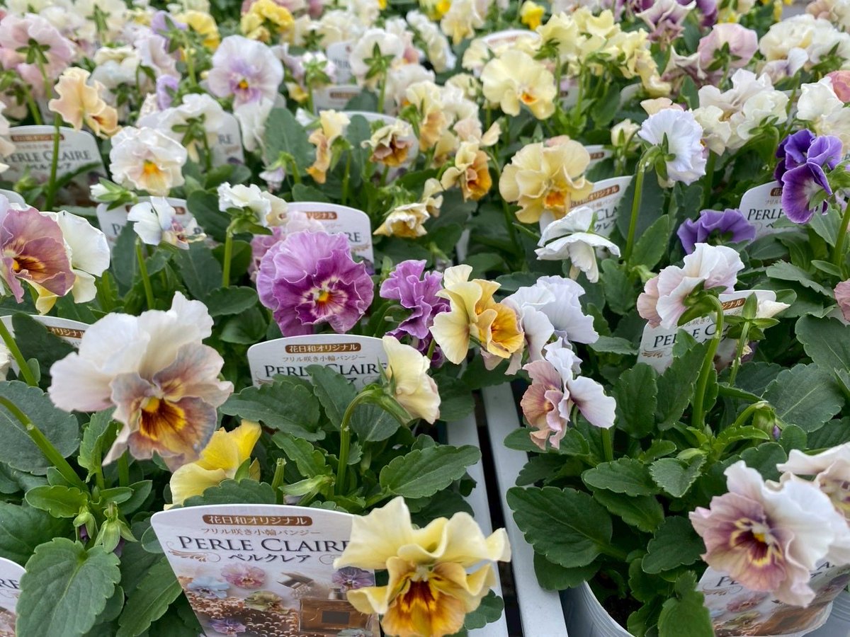 シマムラ園芸 on X