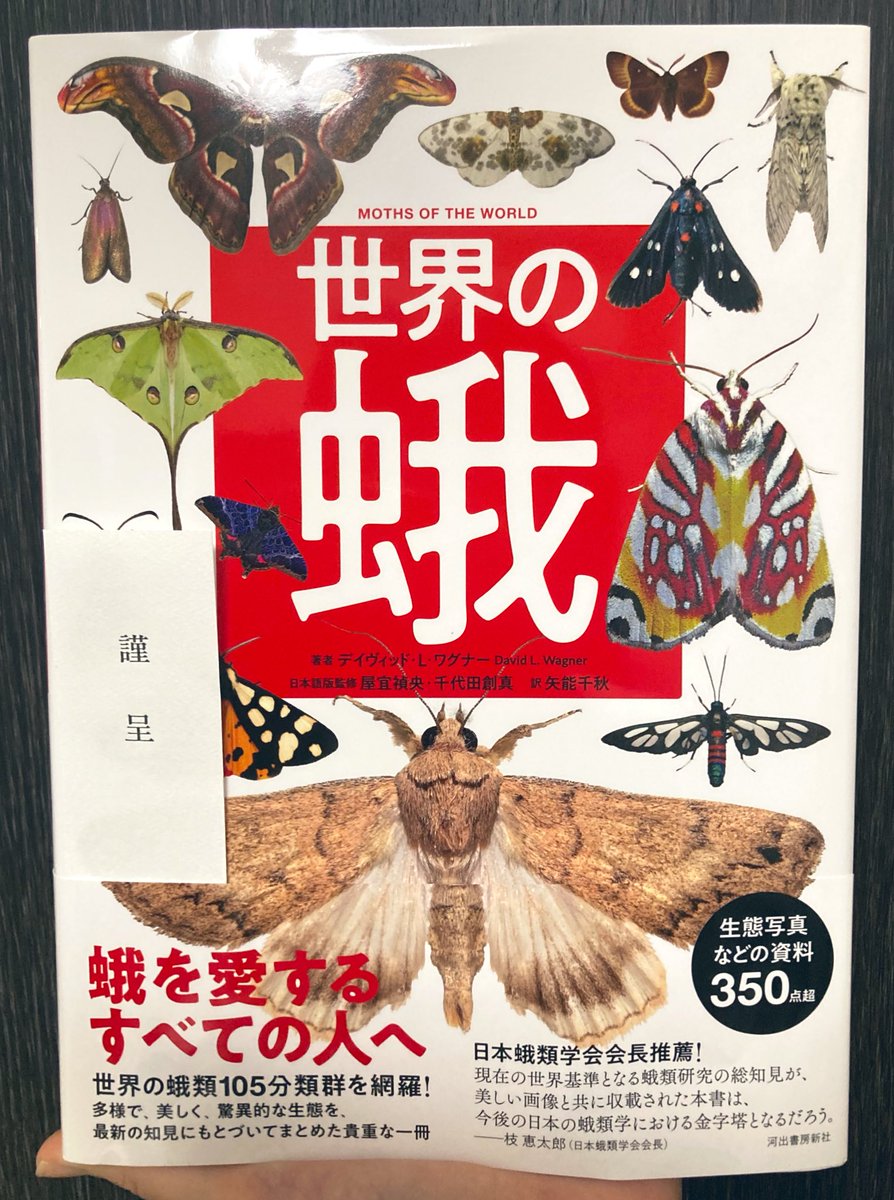 蛾売りおじさん tweet media