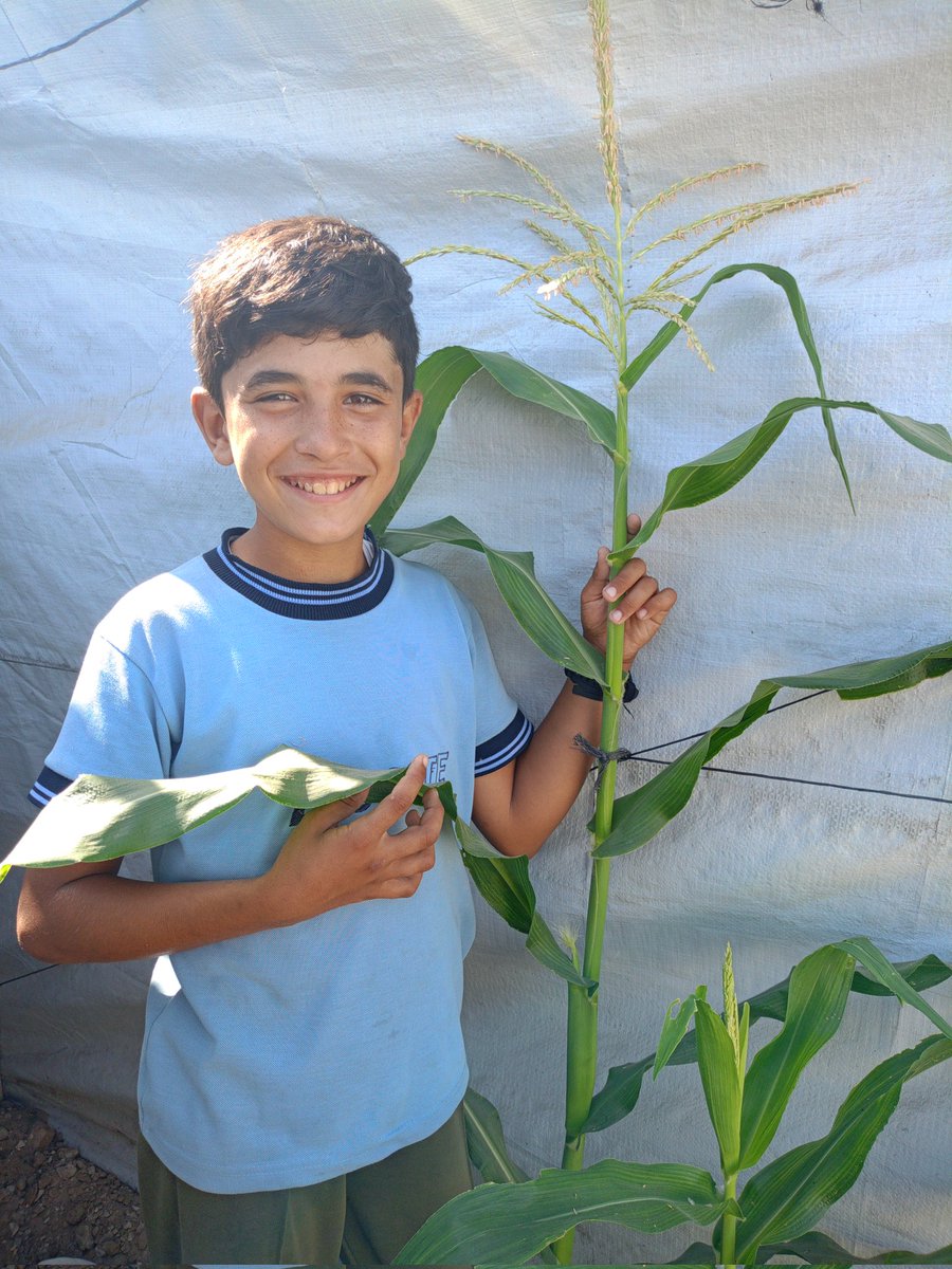 mahaedwan171934's tweet photo. 734
I’m proud of my brother, Youssef.
Today, the corn plant he planted bloomed and produced its first small ear.
He’s very happy and still full of love for farming, taking good care of it every day.🥹✨🌿 https://t.co/Bhq8Eo53K2