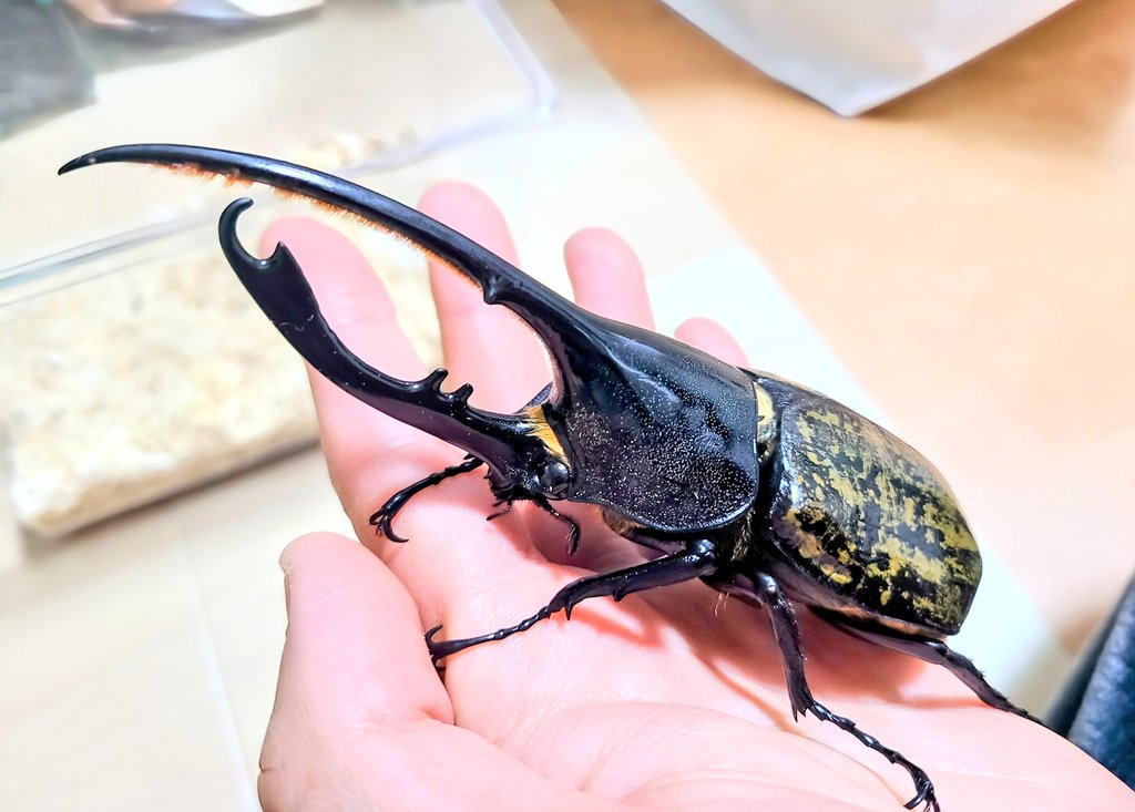 お疲れ様です！
いつもありがとうございます🙇

企画になります！
画像は同産地の127mm個体です。
このフックがたまりませんね😏

細部詳細は画像でお願い致します！
ヘラクレスやっていない方もこれを機会に興味を持って頂ければ嬉しいです！！😁

リポスト、いいねも嬉しいです😁