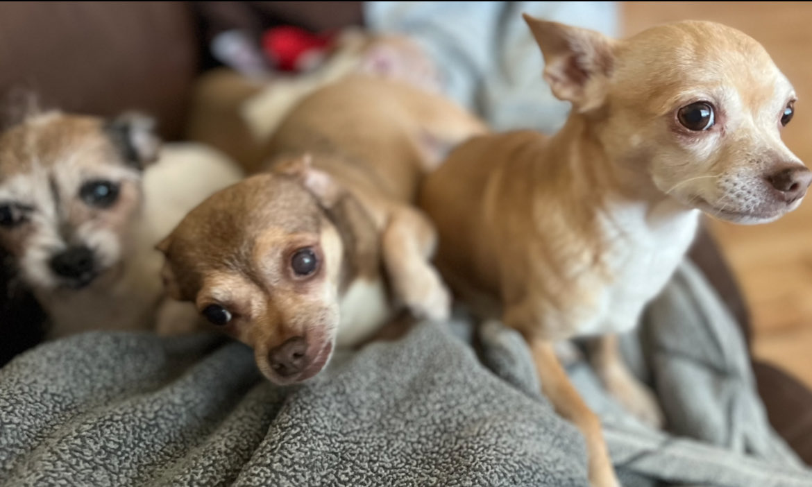 chicathechih's tweet image. "Our furry babies are growing up! 😍 Chica, Delilah, and Blondie will be celebrating their 15th birthday on October 20 🎉" 
#Dogs #Dog #Dogbirthday #TaterTotSquad #DogsofTwitter #DogsofX