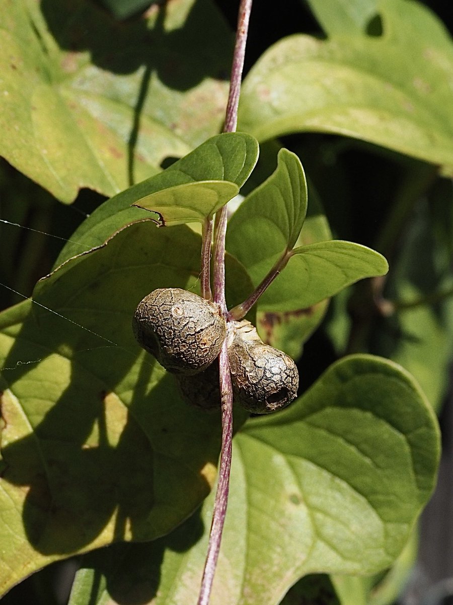 cocopiyo's tweet photo. 畑の片隅にキイロスズメの食草として植えた長芋のムカゴが豊作、ムカゴご飯を炊いていただきます
#ムカゴ
#むかご
#長芋
#芋
#キイロスズメ
#食草
#ムカゴご飯
#cocopiyo https://t.co/4ixDf4gMiv