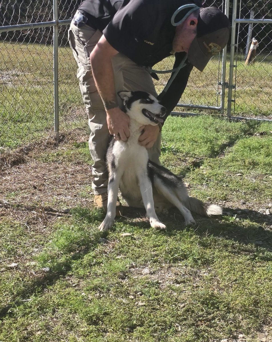 It’s $5 Fri!
We try ta help underfunded, understaffed rural shelters when we can!
This shelter has room for 7.
When there’s more pups, they face euthanasia.
Banks was one of those pups.
We said NOT TaDay for this beautiful husky mix!
To help Banks w/vet ♥️
rescuecoop.org/donate