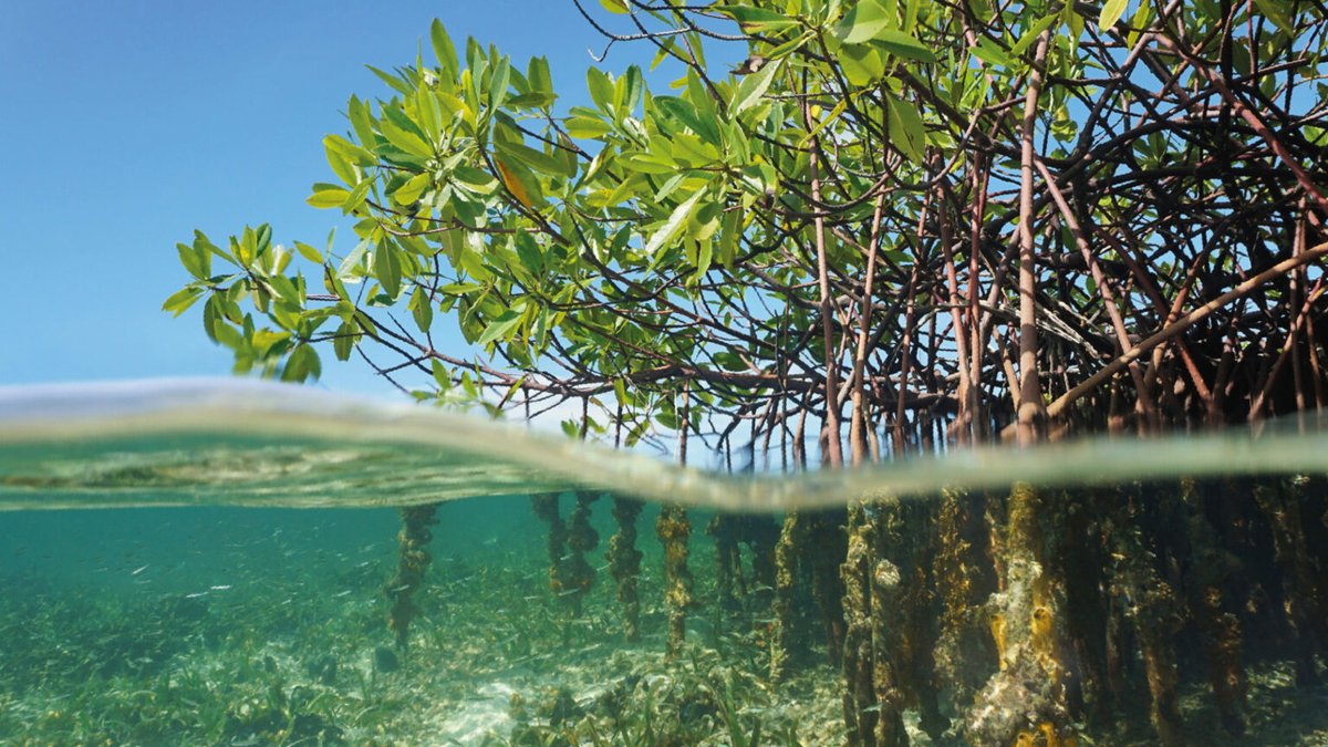 OceanFlotilla's tweet image. Planting #mangroves in two narrow bands high on the shore traps mud, raises ground level and more than doubles carbon storage, while planting lower down erodes soil.

Simple changes to improve restoration success and climate gains: nature.com/articles/s4324… #NatureBasedSolutions