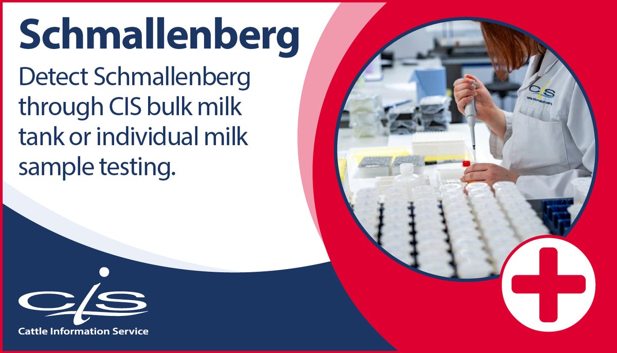 CISTelford's tweet photo. 🟥 Schmallenberg Health Testing with CIS 🟥
Testing looks for exposure to Schmallenberg by measuring antibody levels in milk samples. Samples can be taken from cattle within 3 days of clinical signs for Elisa testing to detect the virus.
Learn More: https://t.co/bgqFeKnEHp https://t.co/so52B8Gjvh