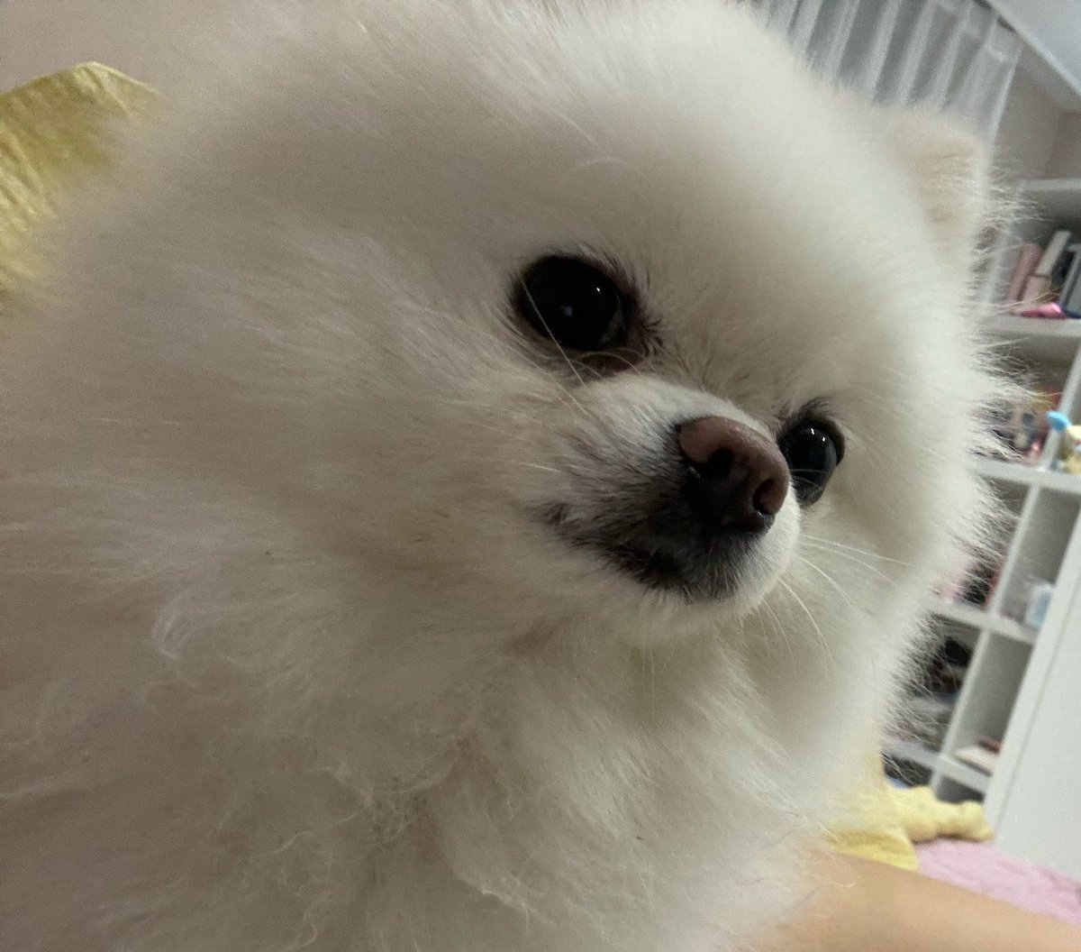 여왕 (@qqqueeeeeeen) on Twitter photo 