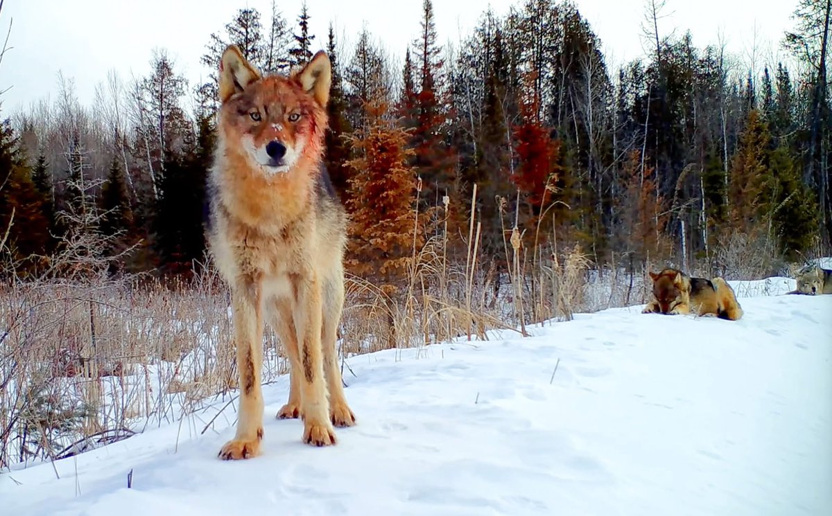 trailcam (@trail_cams) on Twitter photo 