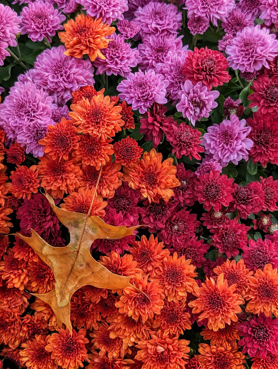 PrayerfulMantis's tweet image. Happy #FlowersOnFriday. Here comes the weekend.