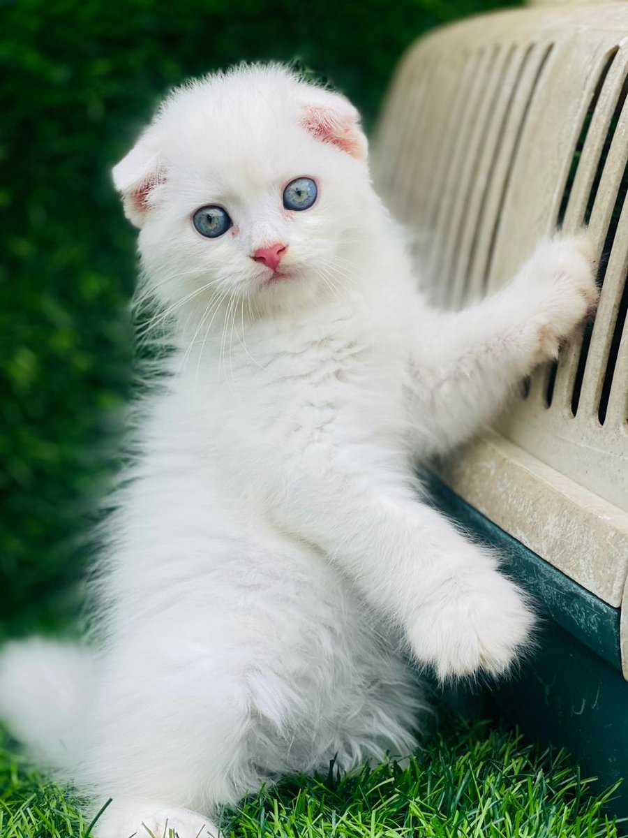 catnaija tweet media