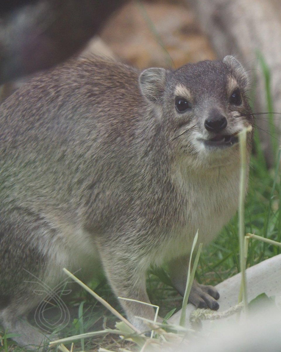 草食のループタイ、ケープハイラックスです。
口から草をはみ出させて食べるように、リボンを蝶々結びするとカワイイです。
（本物写真はキボシイワハイラックス）
いきもにあ、いよいよ来週末。

#いきもにあ2025
10/18，19　No.D-108
楽しいイベントの詳細はコチラ👇️
equimonia.net