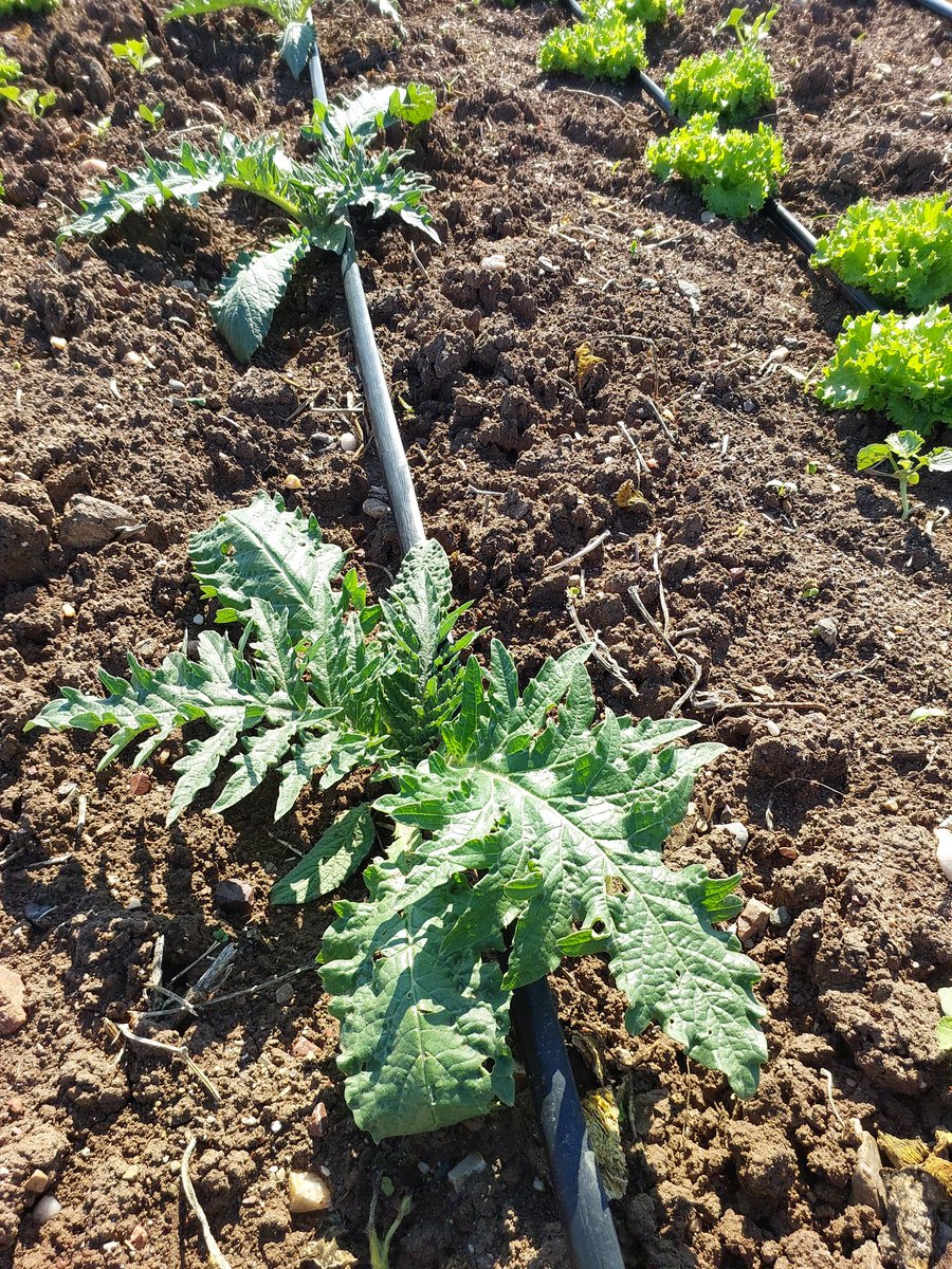 KÜÇÜK tweet media