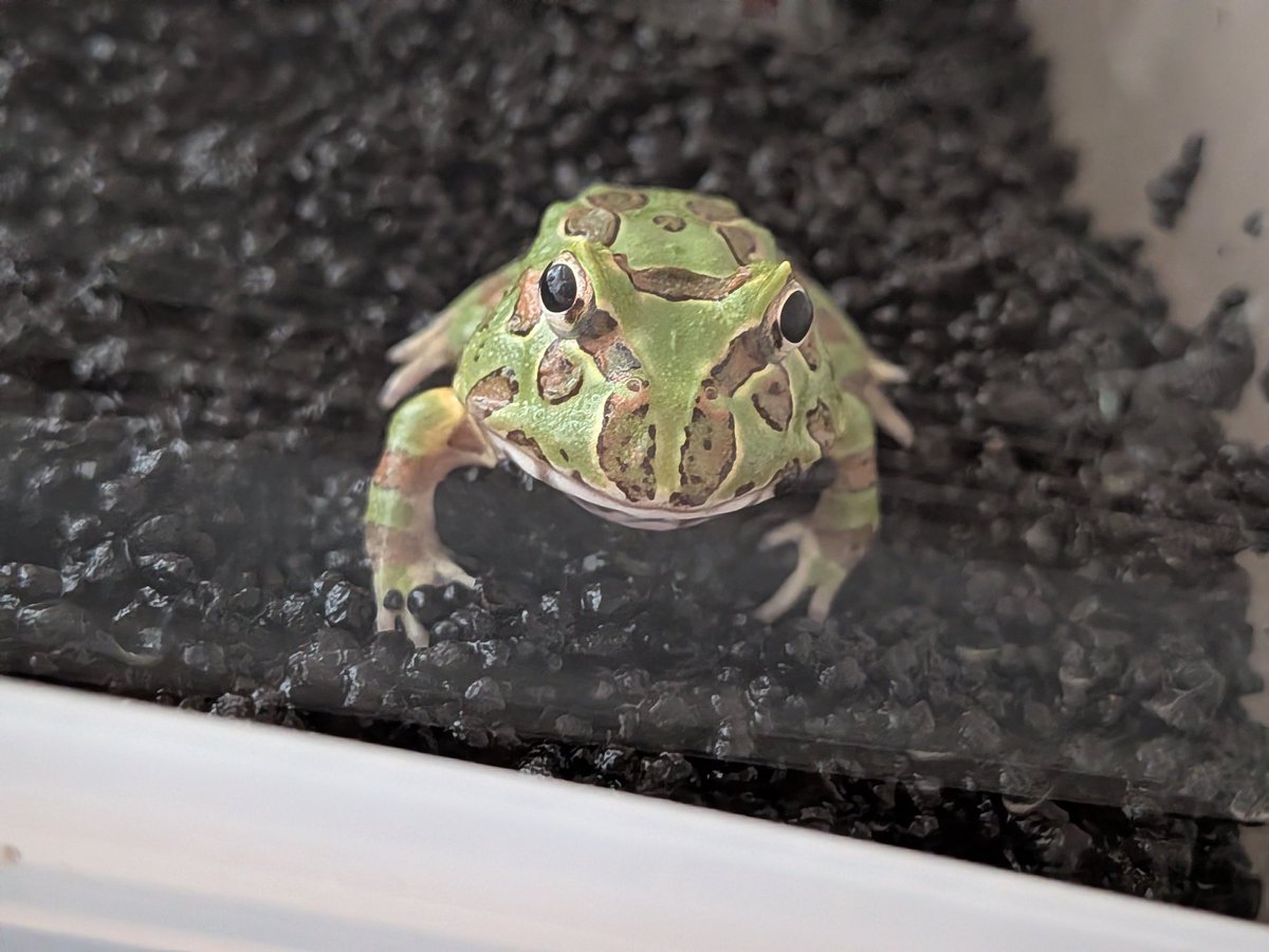 うそやん
もう1匹お迎えしてもうた🐸

可愛すぎて…

ぷりんとずんだ！
しばらくはにゃんこの
ふぁび、らいも娘もいるし
この子達を大切にしたいとおもいます😍