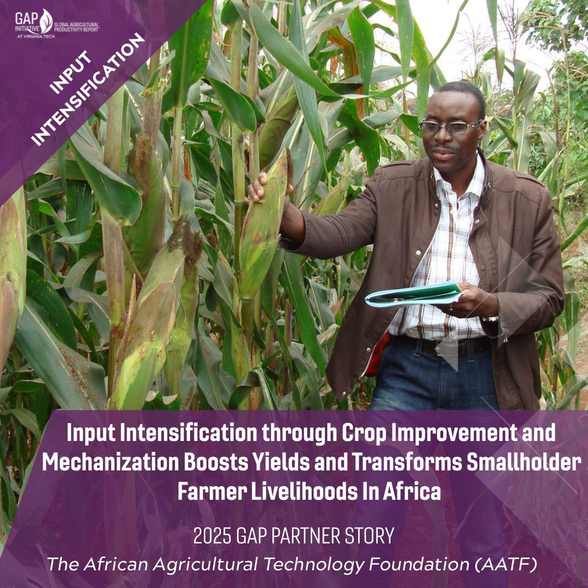 Ag_Productivity's tweet image. GAP Initiative partner @AATFAfrica  demonstrates how African agriculture can transition from land expansion to sustainable #intensification.

Read their 2025 GAP Partner Story: globalagriculturalproductivity.org/gap-bulletin/i… 

#2025GAPReport #agriculture #TFPGrowthFrontier