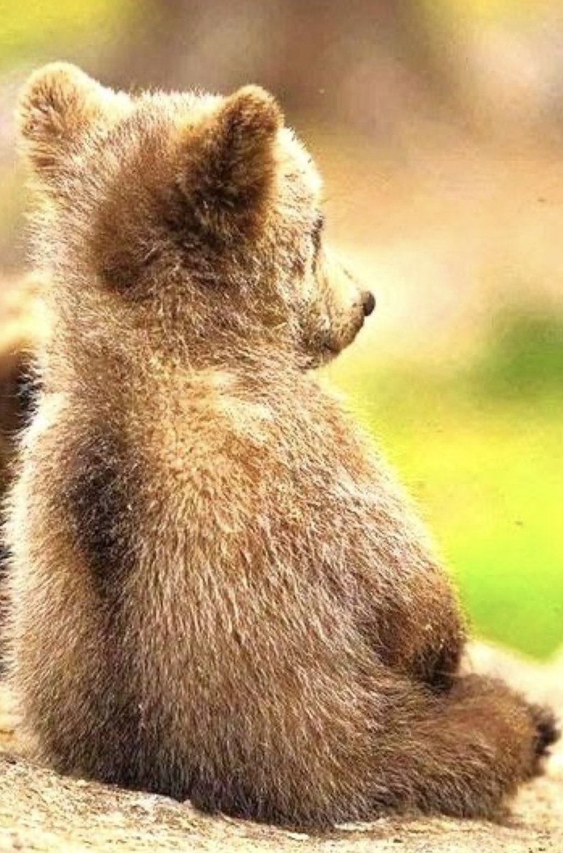 bearsdaily_'s tweet photo. https://t.co/Ok3uHwGCNj