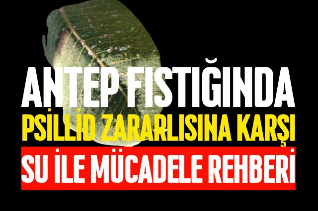 Kültürel mücadele teknikleri 
hakielik.com/antep-fistigin…