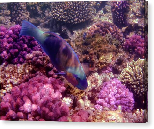 HurmerintaArt's tweet photo. The Colorful Parrotfish And Corals.
Underwater photo from the Red Sea.
Beautiful choice for wall art and pillows!
#underwater #photograph
#coralreef #parrotfish
https://t.co/cYeUntAuEQ https://t.co/DGup0kdJSF