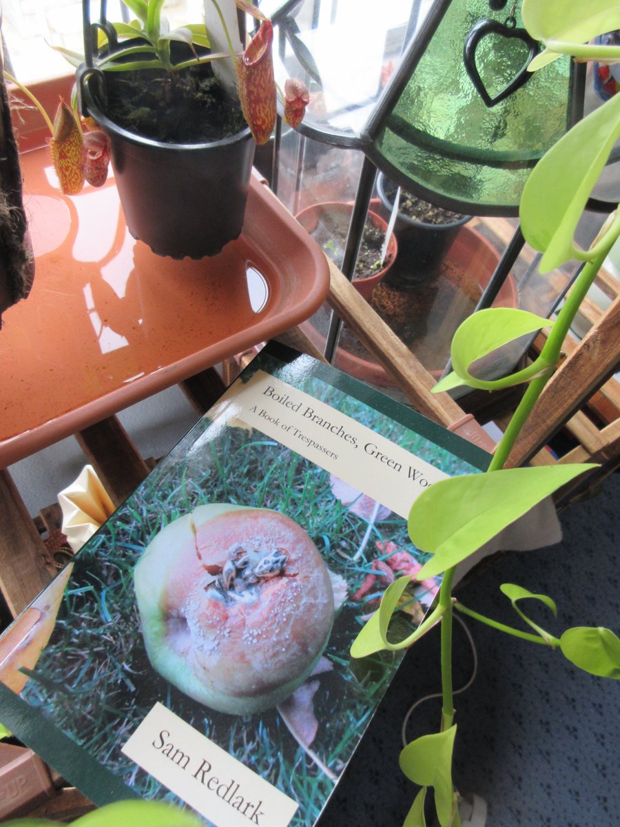 Sam Redlark tweet media